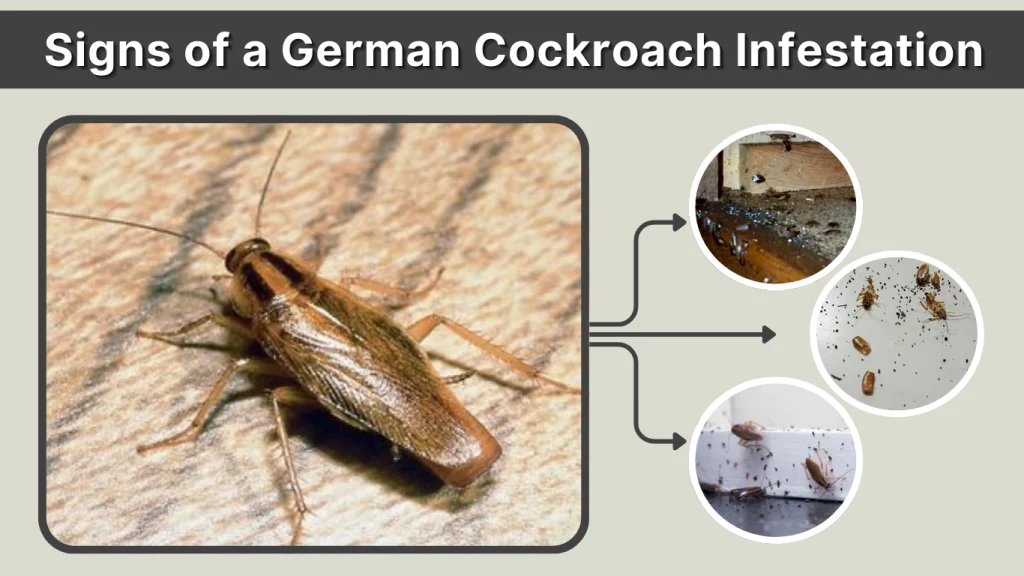 Signs of a German Cockroach Infestation