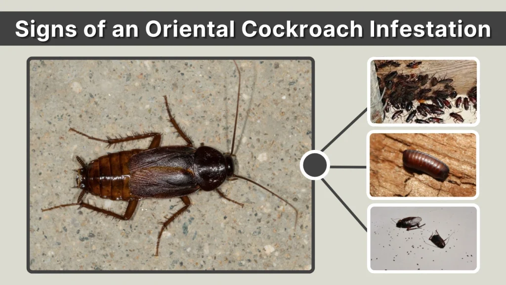 Signs of an Oriental Cockroach Infestation