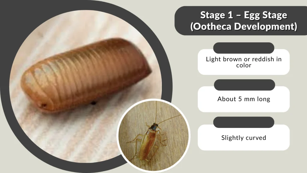Stage 1 – Egg Stage (Ootheca Development)
