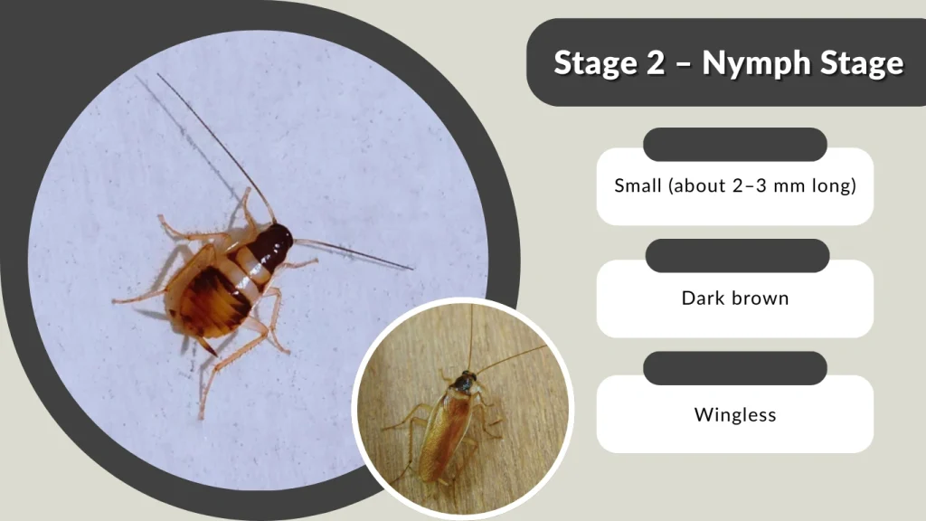 Stage 2 – Nymph Stage