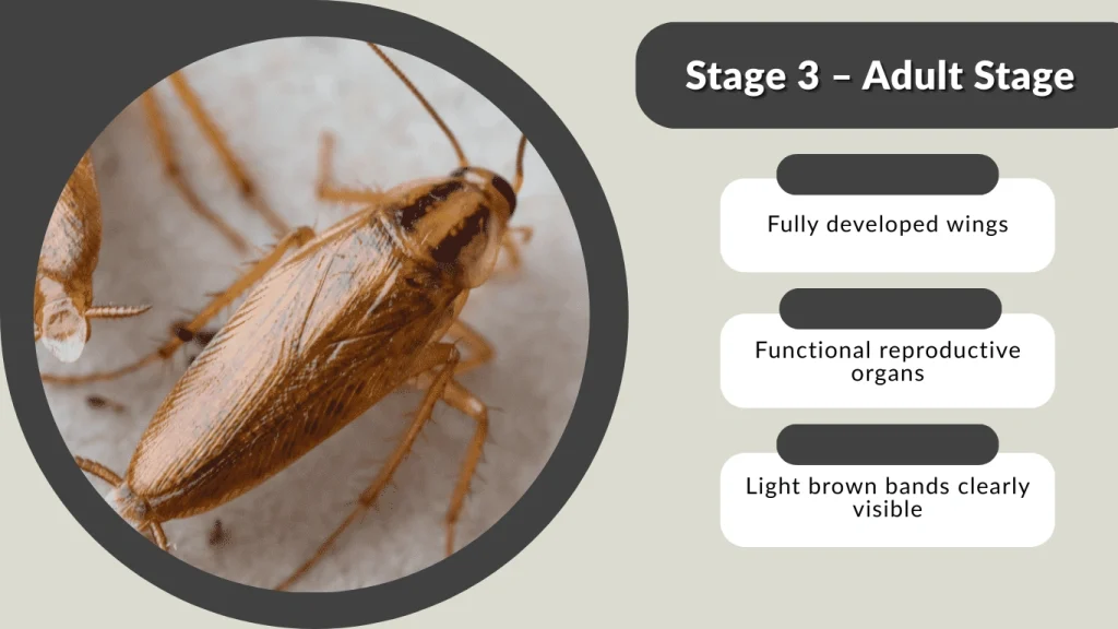 Stage 3 – Adult Stage