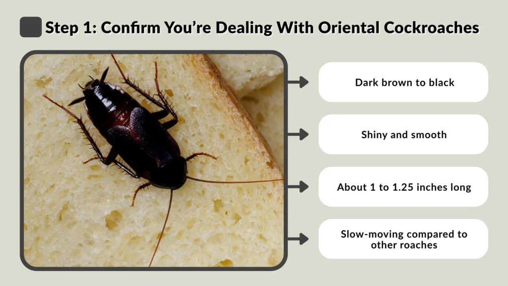 Step 1 Confirm You’re Dealing With Oriental Cockroaches