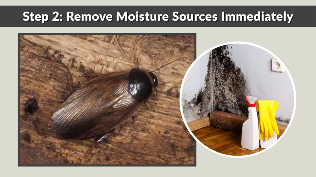 Step 2 Remove Moisture Sources Immediately