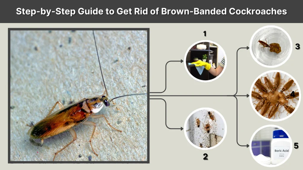 Step-by-Step Guide to Get Rid of Brown-Banded Cockroaches