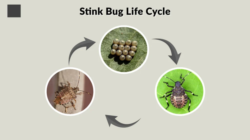 Stink Bug Life Cycle