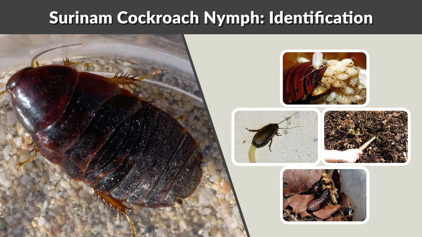 Surinam Cockroach Nymph Identification, Behavior, and Control