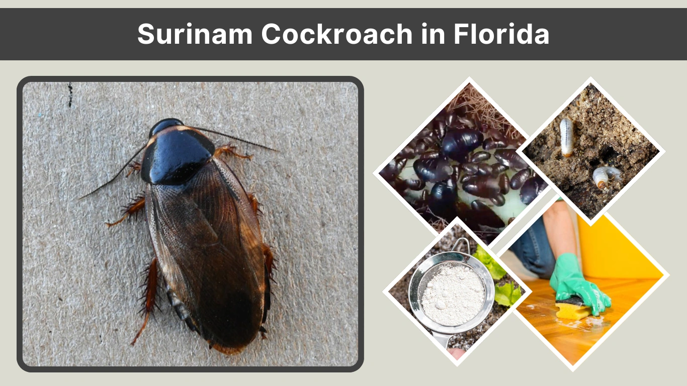 Surinam Cockroach in Florida Identification, Impact, and Control