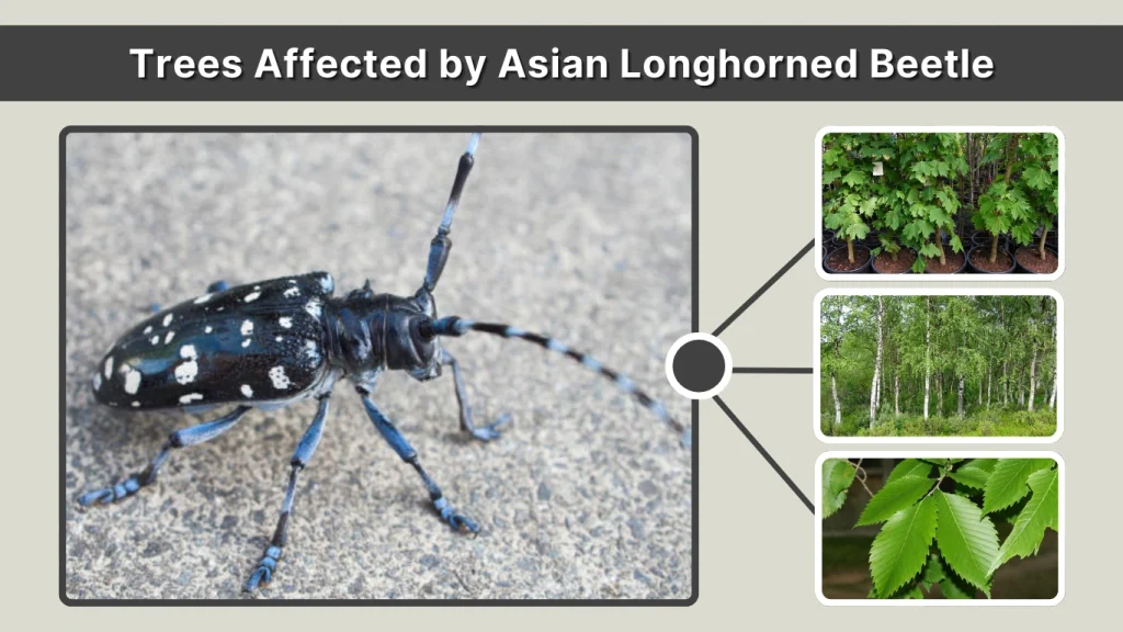 Trees Affected by Asian Longhorned Beetle