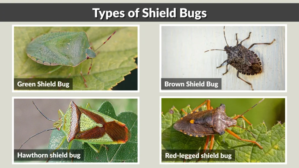 Types of Shield Bugs