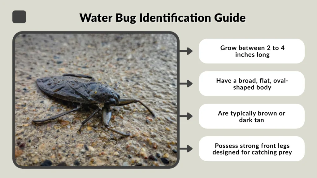 Water Bug Identification Guide