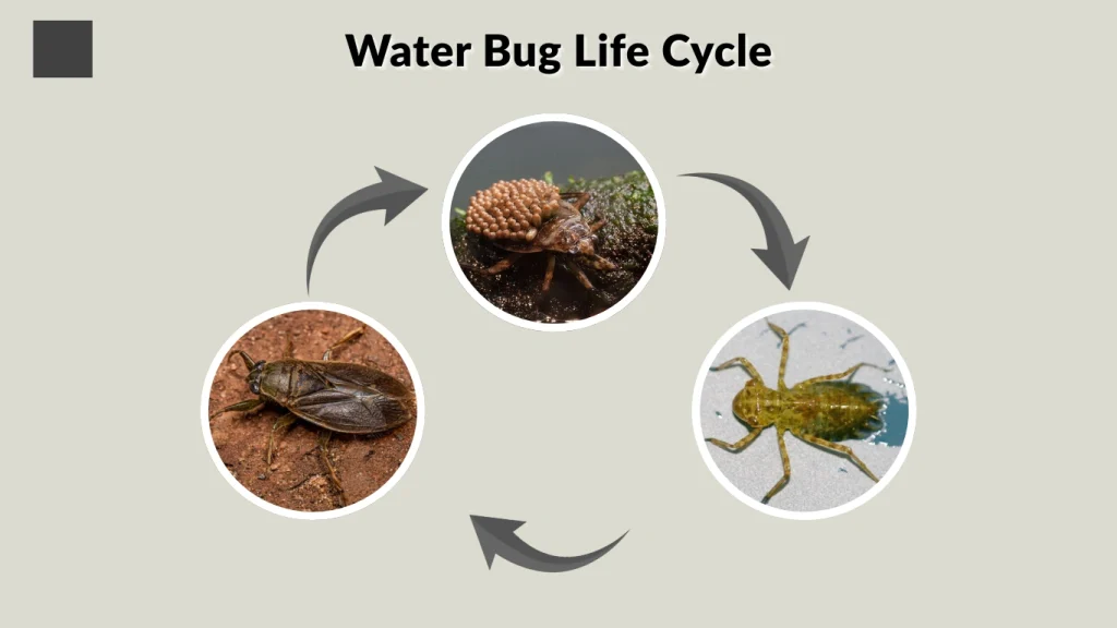 Water Bug Life Cycle