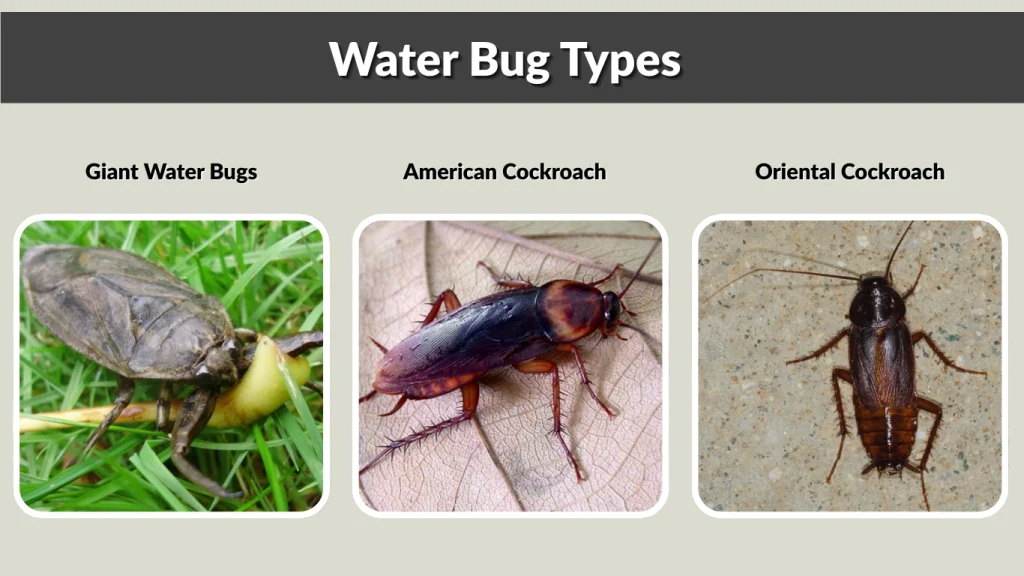 Water Bug Types