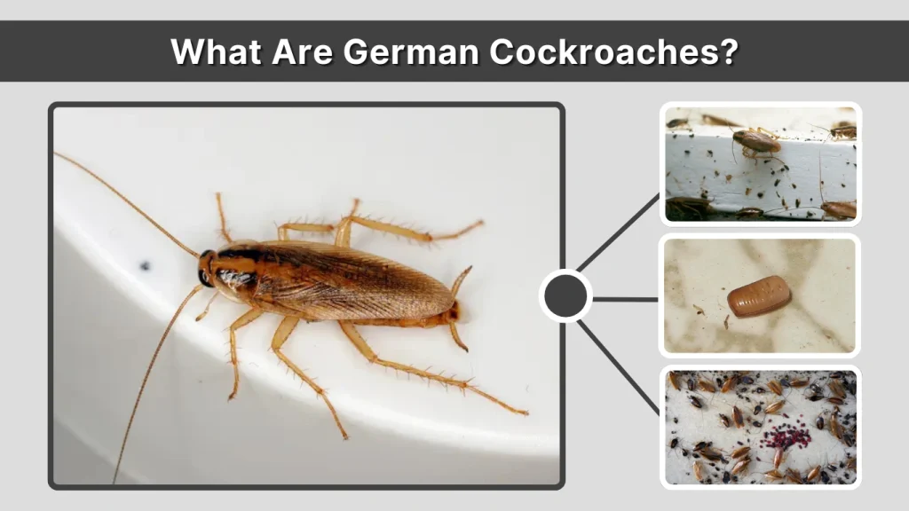 What Are German Cockroaches