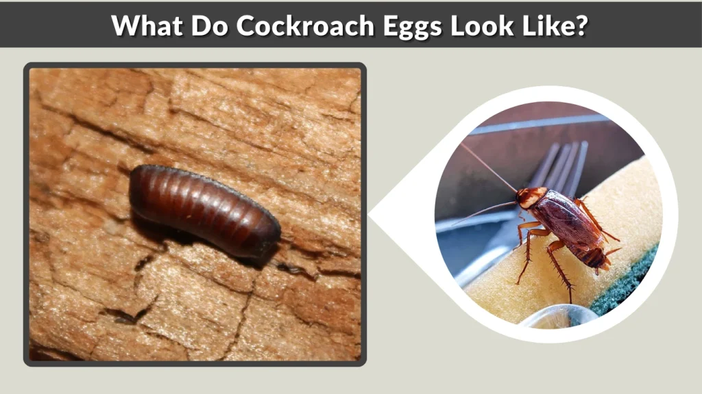 What Do Cockroach Eggs Look Like
