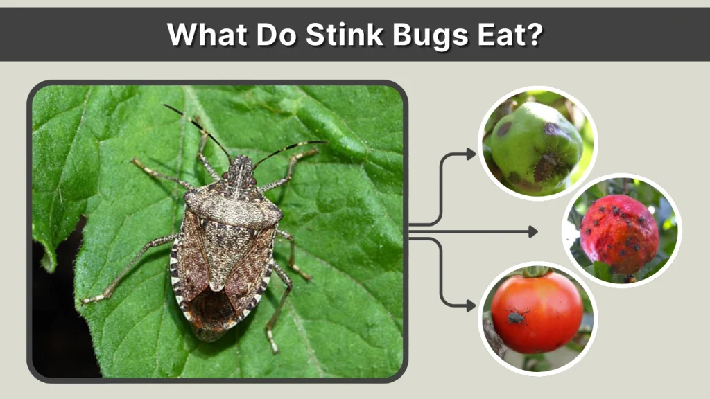 What Do Stink Bugs Eat