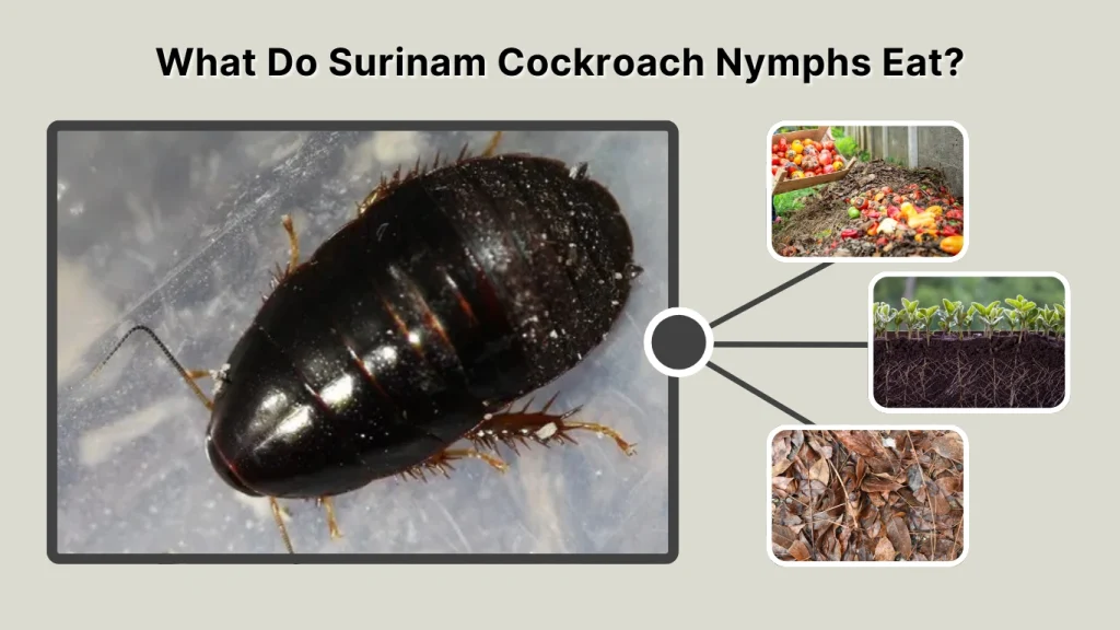 What Do Surinam Cockroach Nymphs Eat