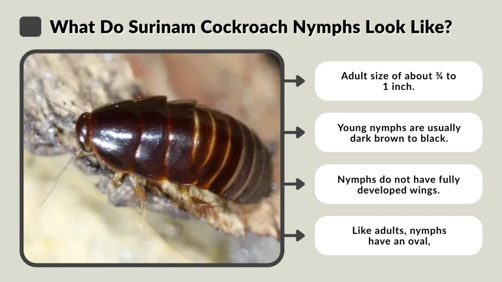What Do Surinam Cockroach Nymphs Look Like
