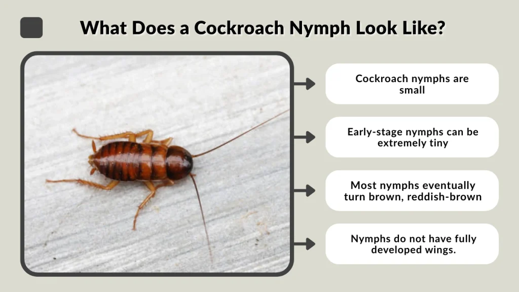 What Does a Cockroach Nymph Look Like