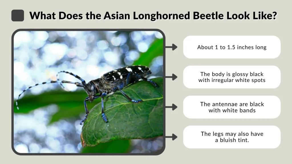 What Does the Asian Longhorned Beetle Look Like