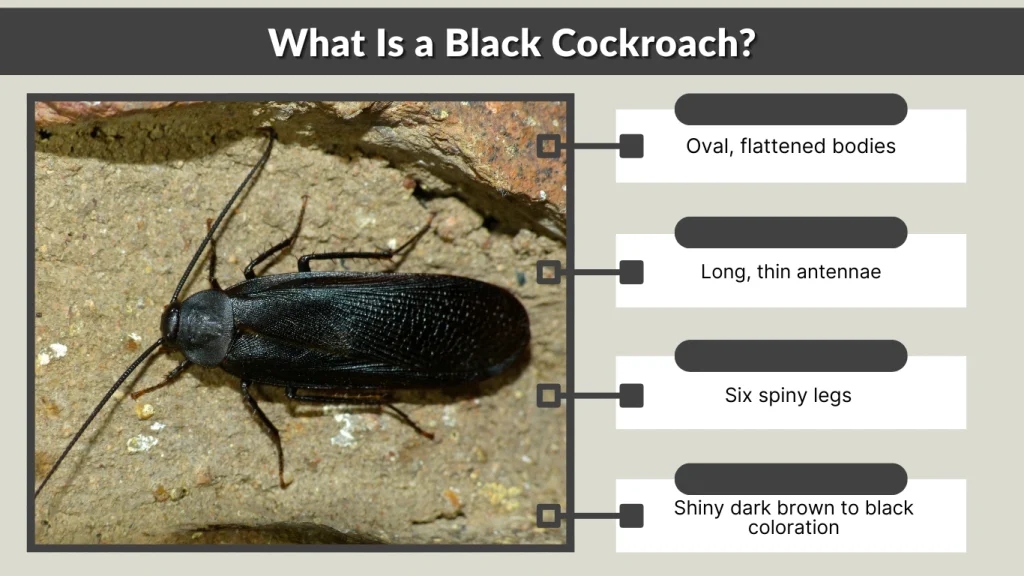 What Is a Black Cockroach