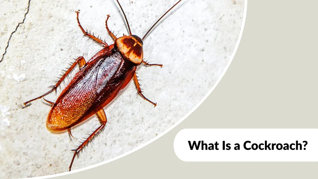 What Is a Cockroach
