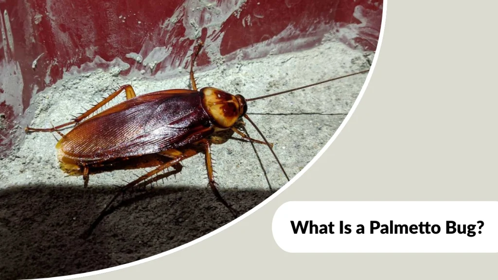 What Is a Palmetto Bug