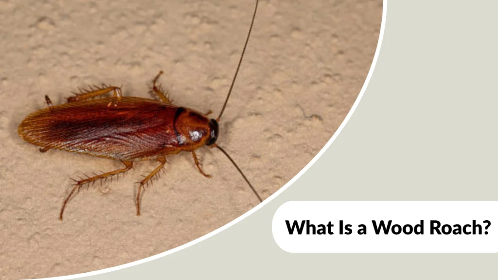 What Is a Wood Roach