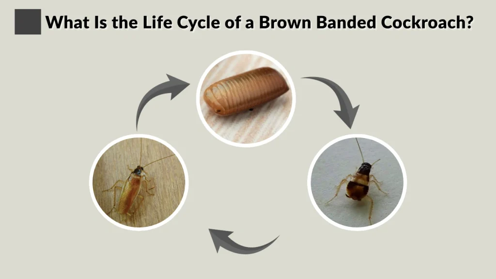 What Is the Life Cycle of a Brown Banded Cockroach