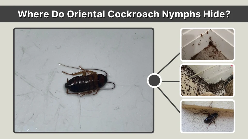Where Do Oriental Cockroach Nymphs Hide