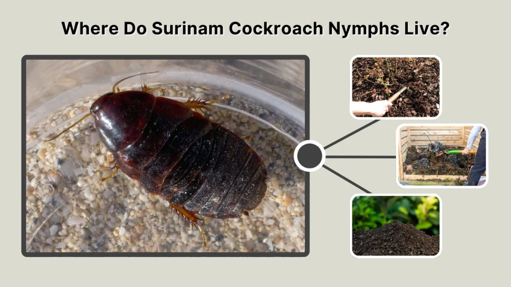 Where Do Surinam Cockroach Nymphs Live