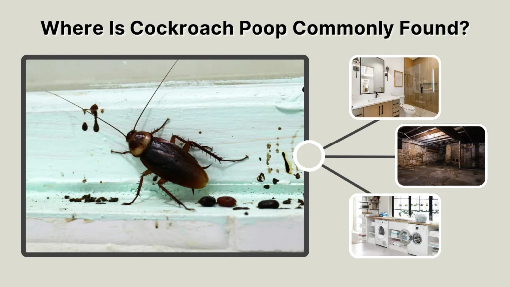 Where Is Cockroach Poop Commonly Found