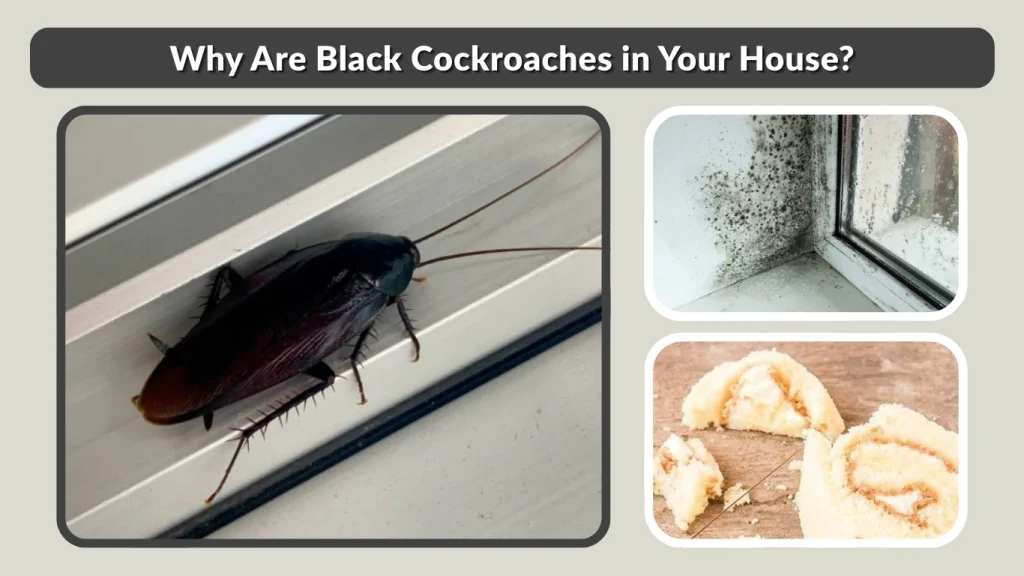 Why Are Black Cockroaches in Your House