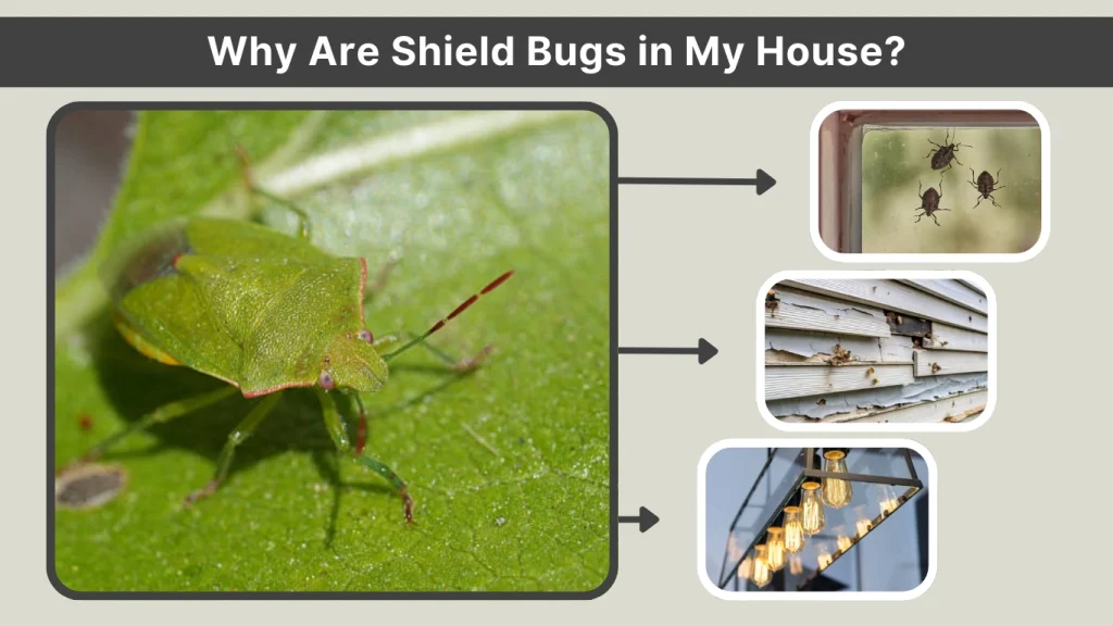 Why Are Shield Bugs in My House