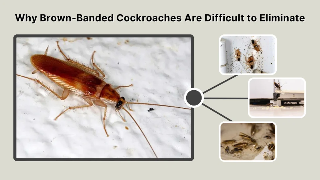 Why Brown-Banded Cockroaches Are Difficult to Eliminate