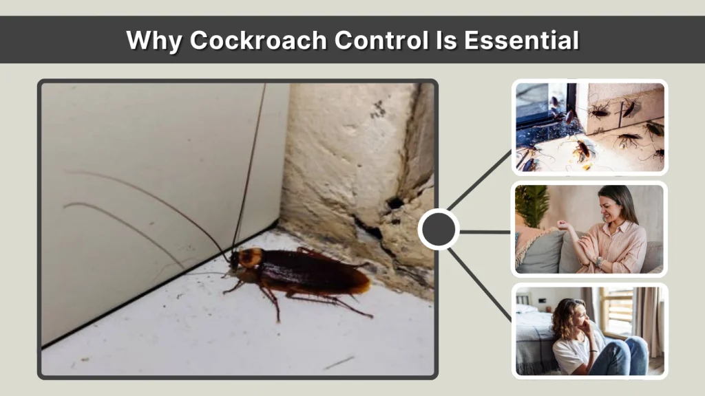 Why Cockroach Control Is Essential