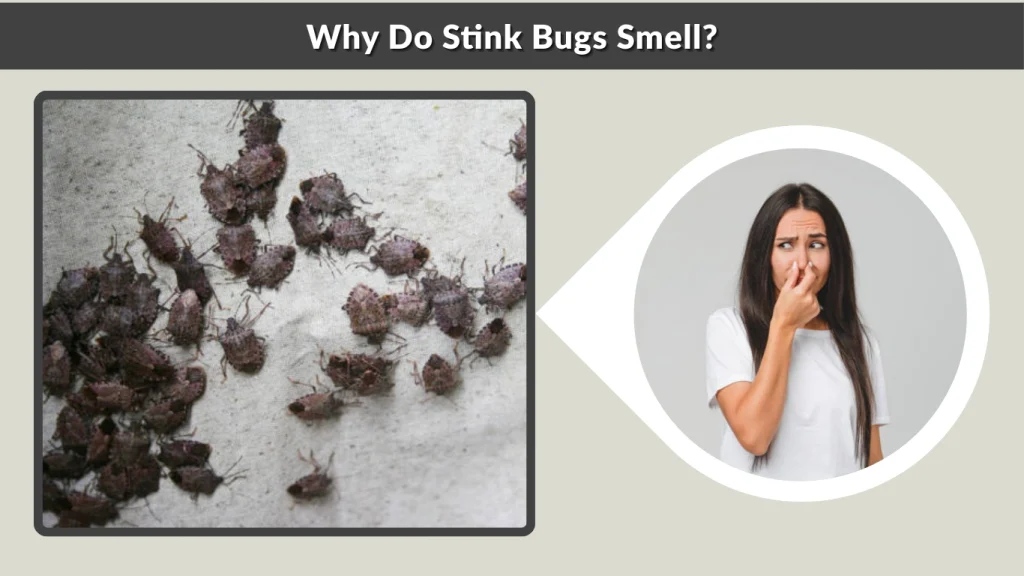 Why Do Stink Bugs Smell