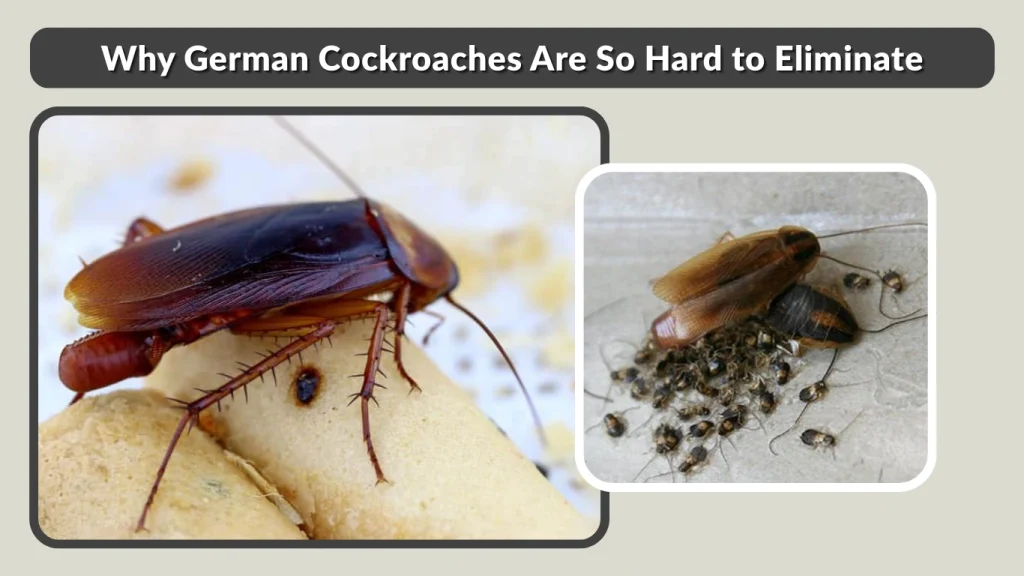 Why German Cockroaches Are So Hard to Eliminate
