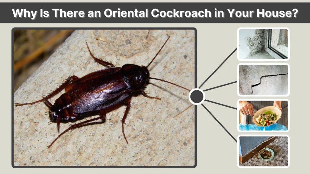 Why Is There an Oriental Cockroach in Your House