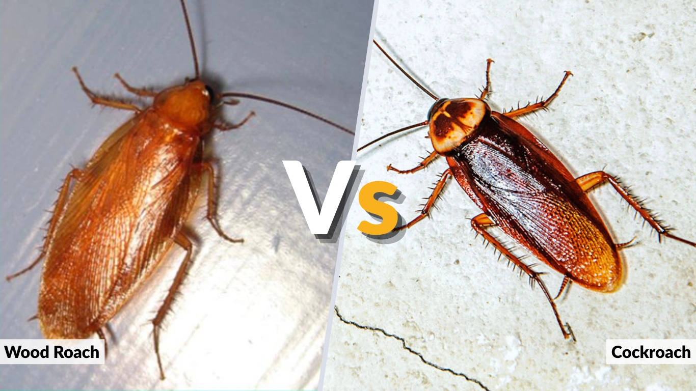 Wood Roach vs Cockroach Key Differences