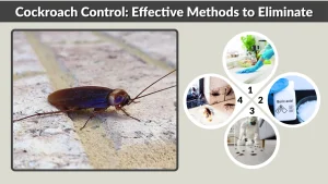 Cockroach Control Effective Methods to Eliminate