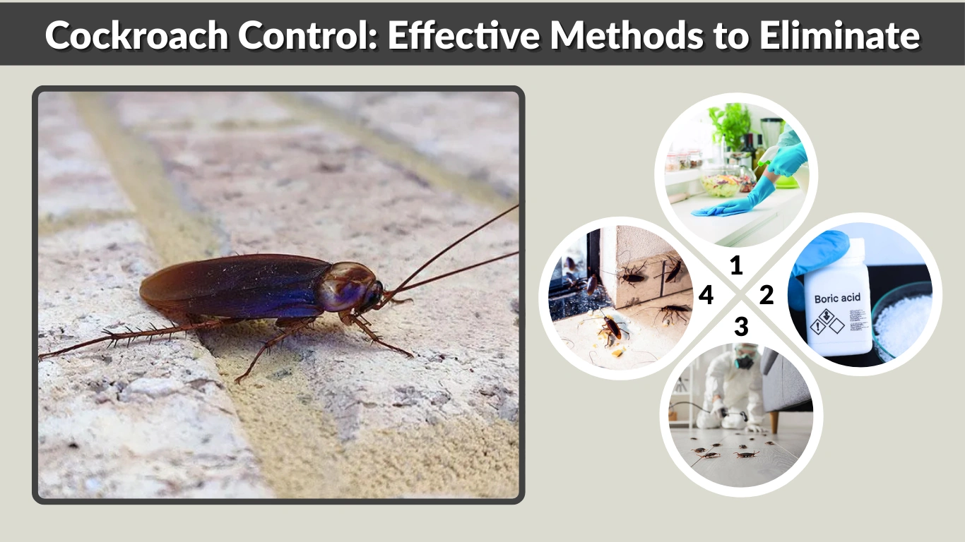 Cockroach Control Effective Methods to Eliminate
