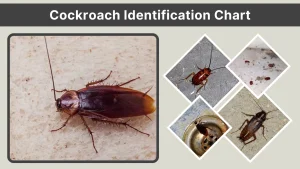 Cockroach Identification Chart Types, Sizes, and Key Differences