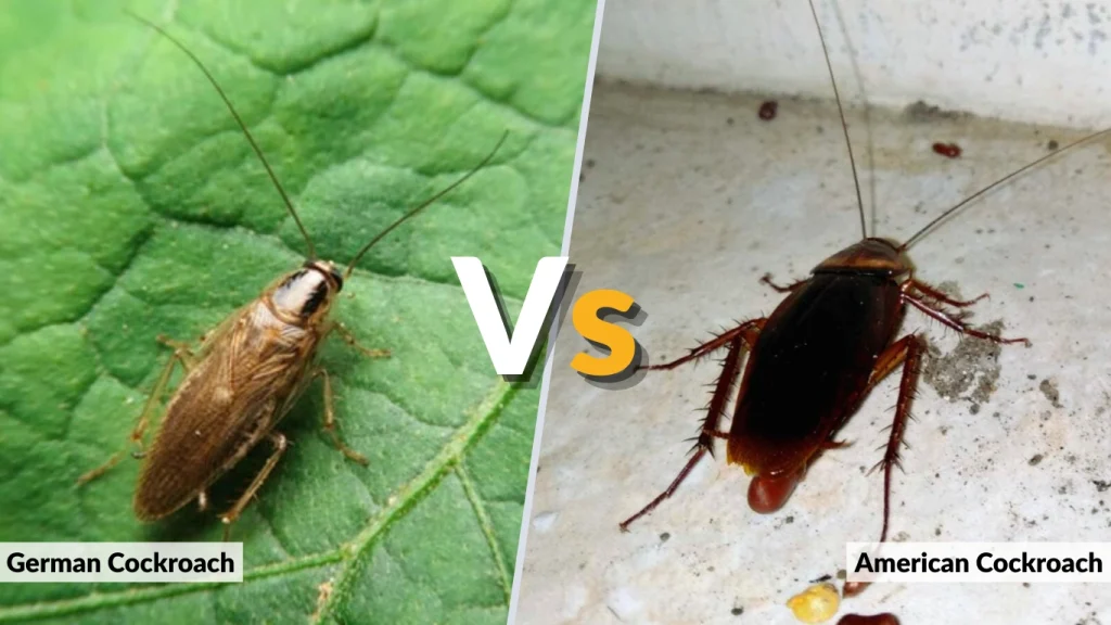 German vs American Cockroach Key Differences