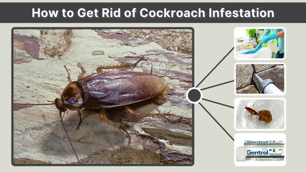 How to Get Rid of Cockroach Infestation