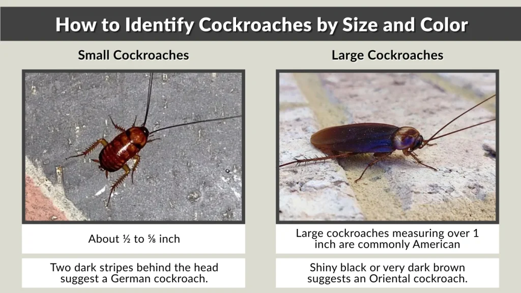 How to Identify Cockroaches by Size and Color