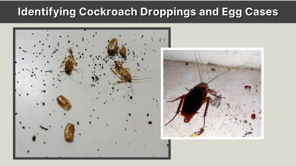 Identifying Cockroach Droppings and Egg Cases