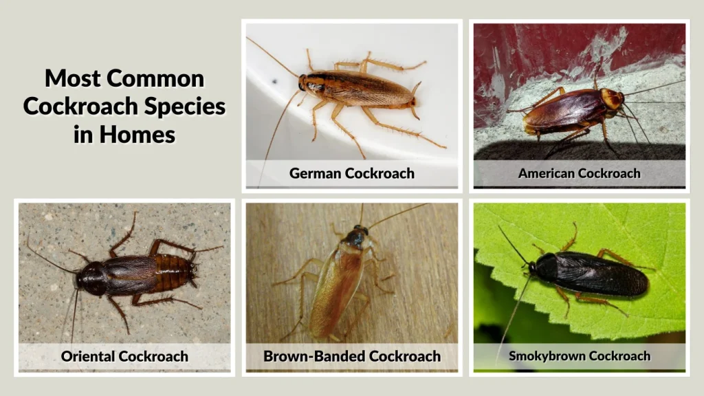 Most Common Cockroach Species in Homes