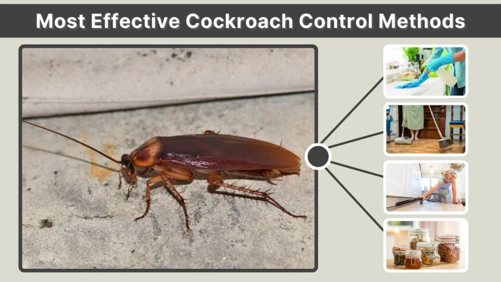 Most Effective Cockroach Control Methods