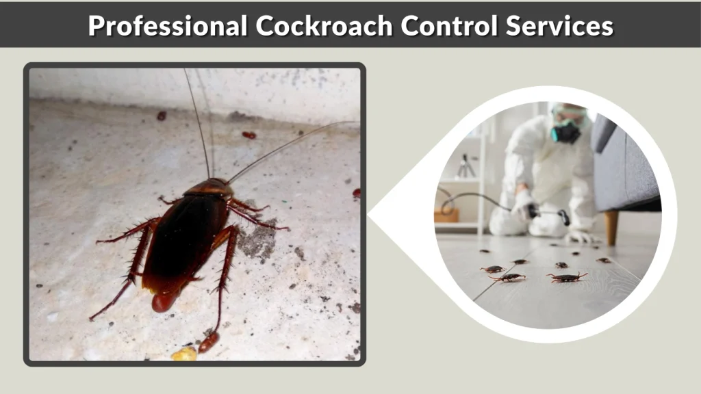 Professional Cockroach Control Services