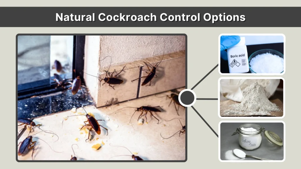 Natural Cockroach Control Options
